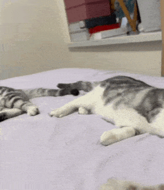 two cats are laying on a bed with a purple blanket and a window sill in the background .