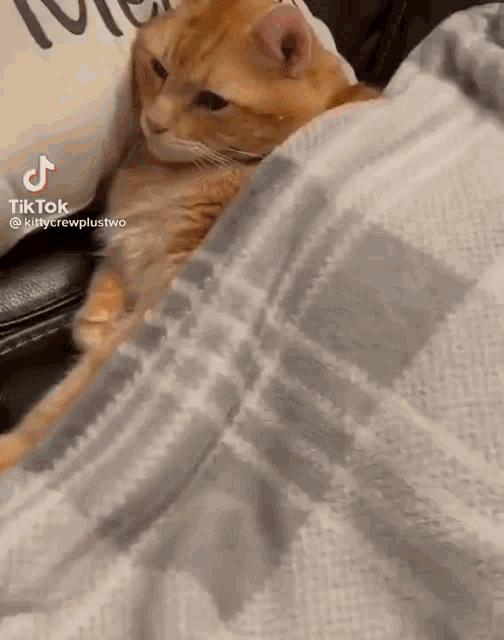 a cat is wrapped in a blanket on a couch and a tiktok video of it