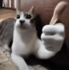 Cat Thumbs Up Meme - Cat Thumbs up - Descubre y comparte GIF