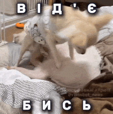 two dogs are playing on a bed with a caption that reads " вид "