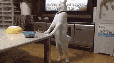 a white cat standing on its hind legs in front of a television