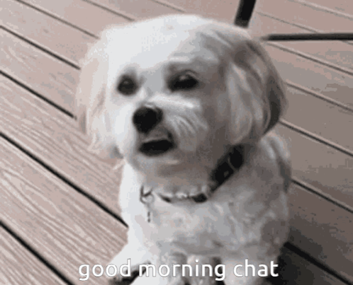 Funky Cat Gc Wake Me Up When Its All Over GIF - Funky Cat Gc Wake Me Up When Its All Over Good Morning GIFs