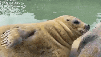 a seal is laying on a rock in a body of water