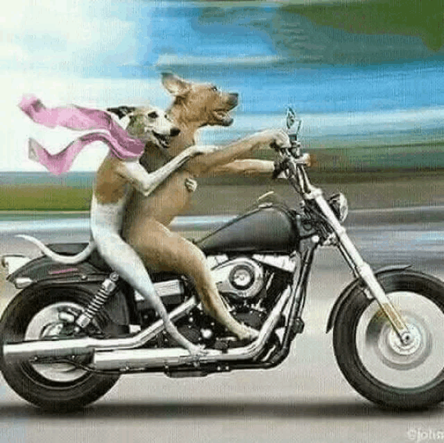 two dogs are riding a motorcycle on the street .