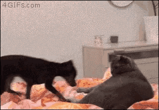 Bye Get Lost GIF - Bye Get Lost Funny Animals GIFs