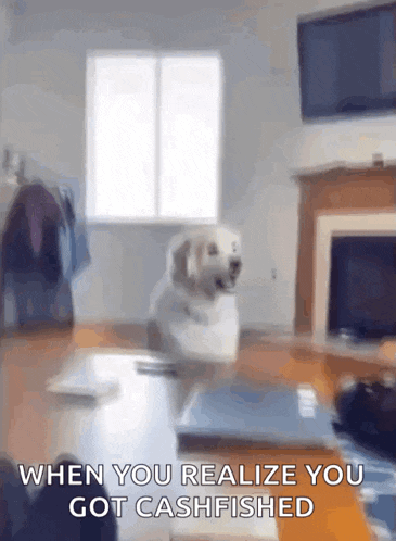 a dog is sitting on a table in a living room with the caption when you realize you got cashfished .
