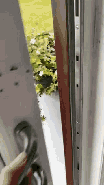 a close up of a door with a potted plant in it