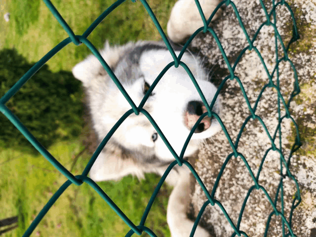 a dog looking through a chain link fence