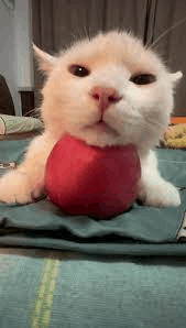 Apple Cat GIF - Apple Cat White Cat With Apple GIFs