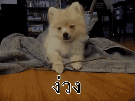 a pomeranian dog is laying on a blanket on the floor with a stick .