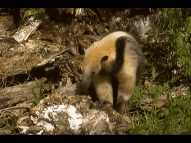 a small animal with a black tail is standing on a rock in the grass