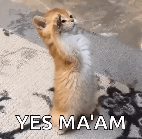 a cat is standing on its hind legs with its paws up and the words yes ma 'am written below it .