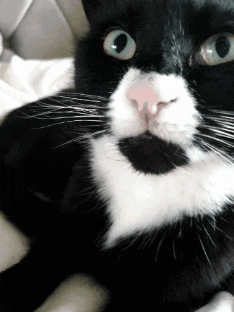 a close up of a black and white cat laying on a bed