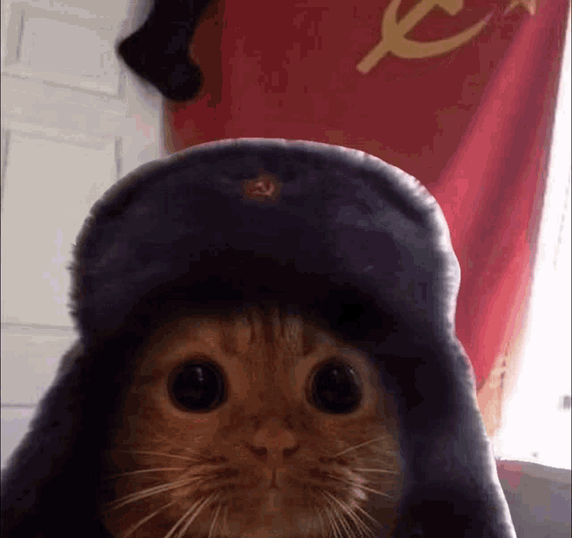 Soviet Cat Sovicat GIF - Soviet Cat Sovicat Soviet GIFs