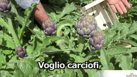Carciofo Verdura Voglio Carciofi GIF - Artichoke Vegetables I Want Artichoke GIFs