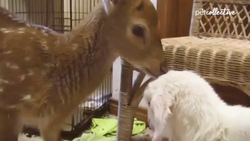 Licking The Pet Collective GIF - Licking The Pet Collective Deer GIFs