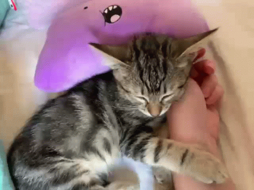 Baby Cat Sleep GIF - Baby Cat Sleep GIFs