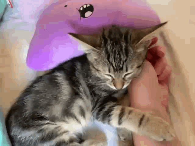 a kitten is sleeping in a person 's arms next to a purple pillow .