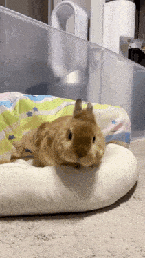 a small brown rabbit laying on a white pillow on the floor