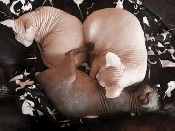 two hairless cats laying next to each other on a bed .