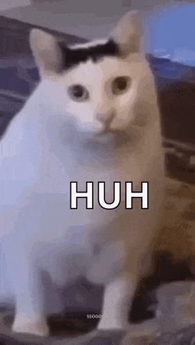 a white cat with a black stripe on its head is sitting on a couch .