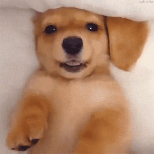 Doggo Flirty GIF - Doggo Flirty Puppy GIFs