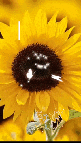 a sunflower with a butterfly in the center and the words good luck written below it