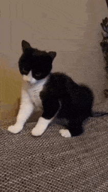 a black and white cat is sitting on a couch and looking at the camera .