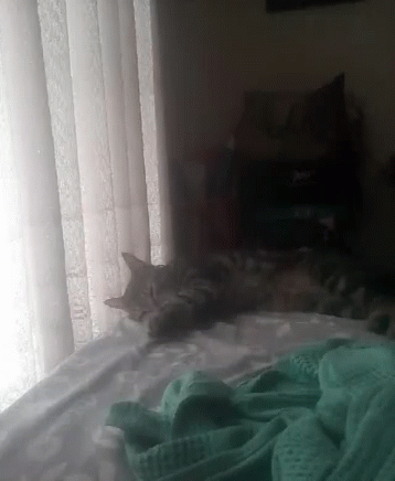 Cat Lazy GIF - Cat Lazy Sleeping GIFs