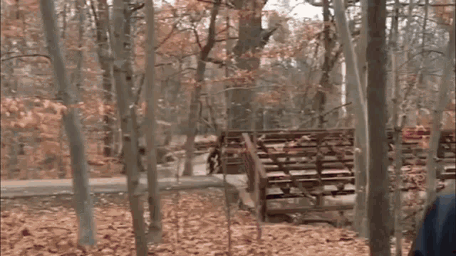 a man wearing a red hooded jacket is standing in the woods