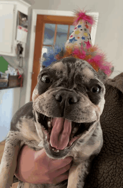 a dog wearing a colorful party hat with stars on it