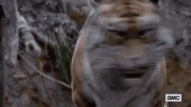 a close up of a tiger walking in the woods .