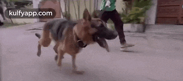 a german shepherd dog is running down a street with a man .