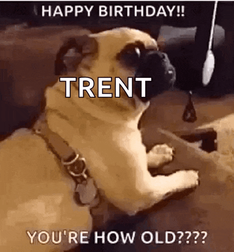a pug dog is sitting on a couch with the words `` happy birthday trent you 're how old ?? ''