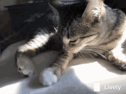 a close up of a cat laying on a white surface with the word lively below it