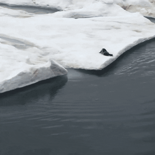 a penguin is on a piece of ice in the water
