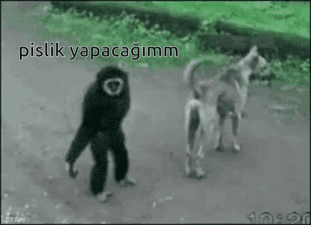 a picture of a gorilla and a dog with the words pislik yapacagimm above them