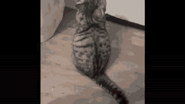 a cat is sitting on a wooden floor and looking at something .