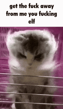a cat in a cage with the words get the fuck away from me you fucking elf on the bottom