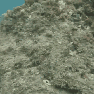 Camouflage Octopus GIF - Camouflage Octopus Disguise GIFs