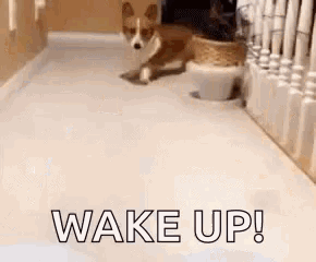 a brown and white dog is laying on the floor next to a potted plant and the words `` wake up '' .