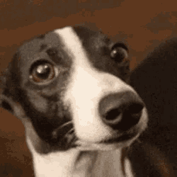 a close up of a dog 's face looking at the camera .