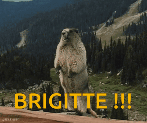 Brigitte Overwatch GIF - Brigitte Overwatch Marmotte GIFs