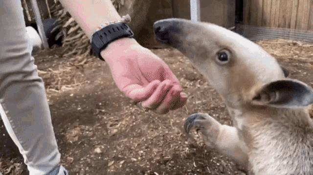 a person wearing a watch feeds an anteater