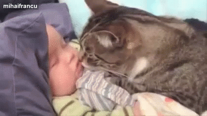 寝ている赤ちゃんに優しくキスする猫 GIF - Cat Kiss Baby GIFs