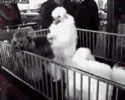a group of dogs are standing in a fenced in area and one of them is a poodle