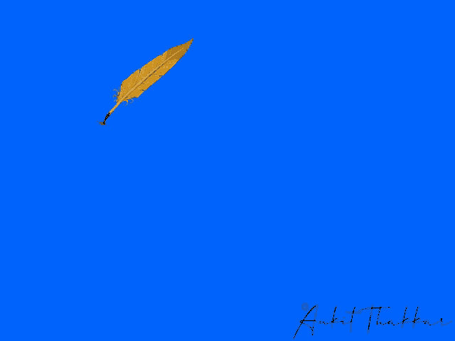 a blue background with the dux lines logo and a yellow feather