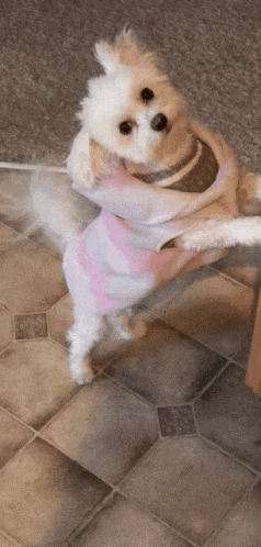 a small white dog wearing a pink and grey sweater
