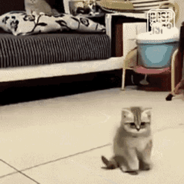 a kitten is sitting on a tiled floor in a living room .