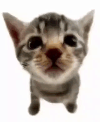 Elgatitolover Cat GIF - Elgatitolover Cat Kitty GIFs